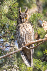 Long eared owl on the tree