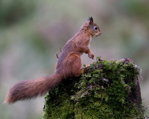 Naklejka na ściany i meble Wet Red Squirrel (Sciurus vulgaris) perched on moss covered log