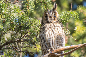 Long eared owl on the tree