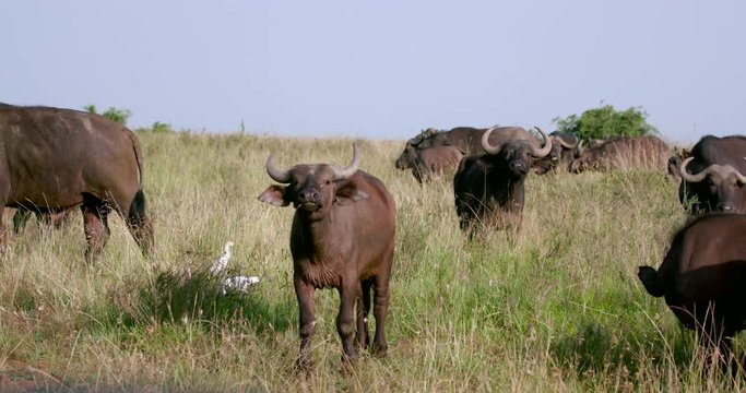 Herd Of Cape Buffalo (Syncerus Caffer); Nairobi National Park; National Park, Nairobi, Kenya, Africa