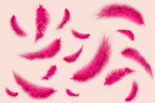 Texture Of Many Falling Pink Feathers On A Rose Background. Isolated