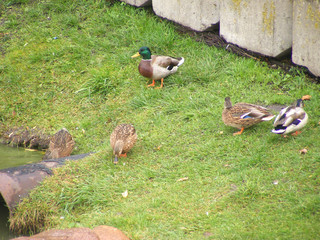 Ducks in the grass in city