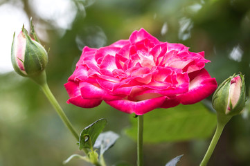 Pink fresh beautiful rose in the garden in the morning time