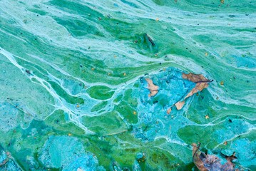 Algenblüte auf einem See, Niedersachsen, Deutschland, Europa