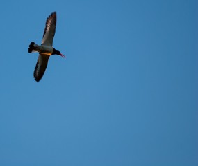 Austernfischer (Haematopus ostralegus) fliegt rufend bei Sonnenuntergang vor blauem Himmel, Halbinsel Westerhever, Nordsee, Schleswig-Holstein, Deutschland, Europa