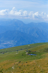 Monte Baldo. Italy. cows graze on mountain pastures.