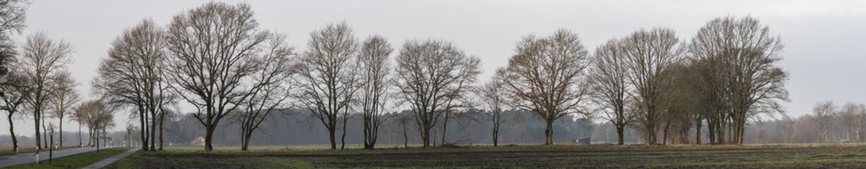 row of bare trees at the edge of a large arable land, panorama with large open space as a header for a website