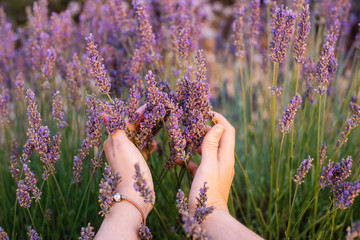 Woman touching blossoming lavender in the lavender field with her hands, first person view,...