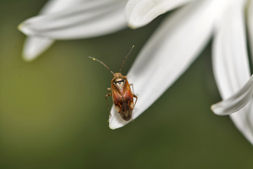 Mały owad siedzący na brzegu płatka białego kwiatka