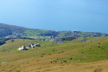 Fototapeta premium Monte Baldo. Italy. cows graze on mountain pastures.