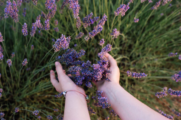 Woman touching blossoming lavender in the lavender field with her hands, first person view, Provence, south France