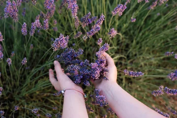 Papier Peint photo Lavande Woman touching blossoming lavender in the lavender field with her hands, first person view, Provence, south France