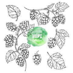 Sketches of hop plant. Hops vector set. Humulus lupulus illustration for packing, pattern, beer illustration. - obrazy, fototapety, plakaty