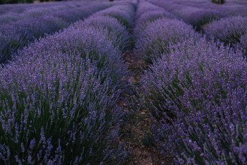 Fototapeta na wymiar Beautiful blossoming lavender field in twilight, south France, Provence
