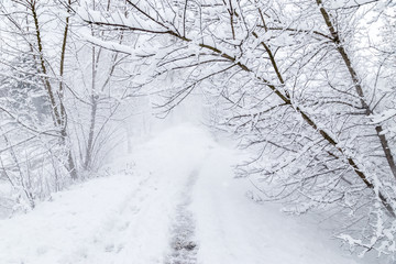 Obraz premium Fantasy winter forest path covered with dense snow.
