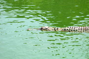 Crocodile (alligator-like reptile) on dark water surface.