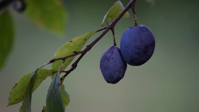 Prunus domestica