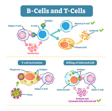 B-cells and T-cells schematic diagram, vector illustration.