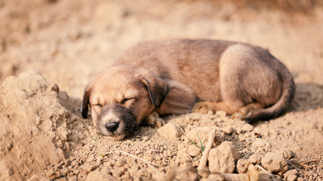 Cute puppy of Indian domestic dog (Indian pariah dog).