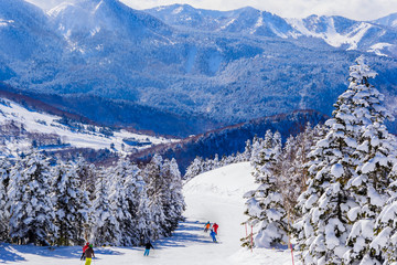 Panorama of ski resort, slope, skiers among white snow pine trees, sunny day, Shiga Kogen, Japan