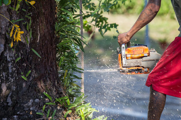 Man cuts tree felling tree with chainsaw, To work without security.