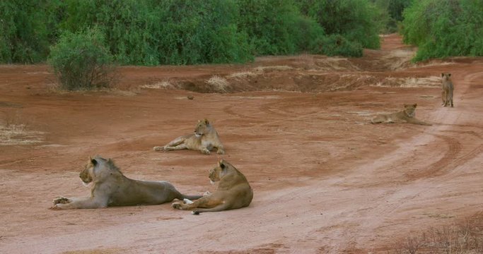 Lion, Lioness & Cubs On Track; Samburu 14 October 2016 Pm; Samburu, Kenya, Africa