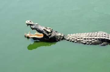 Crocodile (alligator-like reptile) on dark water surface.