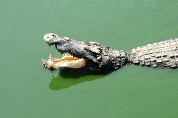 Crocodile (alligator-like reptile) on dark water surface.