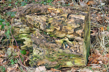 Totholz mit Käfer-Frass