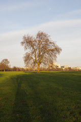 Fototapeta na wymiar ロンドン　公園　朝日　樹木　