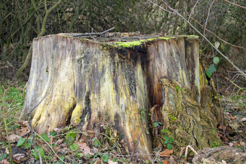 Alter Baumstumpf