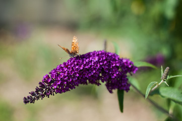 pannocchia fiorita di buddleya royal purple su cui ristora una farfalla