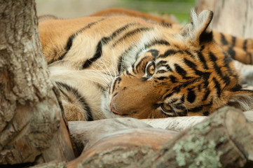 A tiger lying down staring straight at the viewer