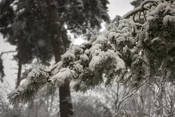 Foto auf Leinwand Mooie dennentak met sneeuw © photoPepp
