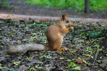Naklejka na ściany i meble Squirrel in the city park