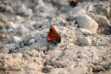 Papillon