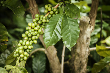 Caf&eacute; de Colombia.