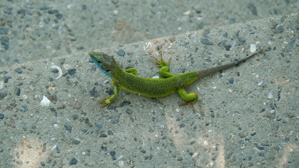 Lizard against the background of a gray concrete surface.