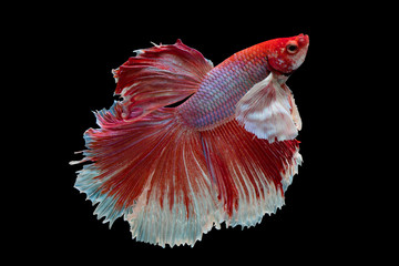 The moving moment beautiful of siam betta fish in thailand on black background. 