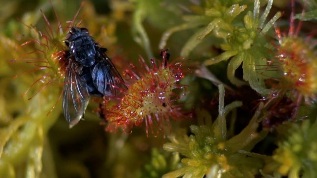 The carnivorous sundew plant caught a fly