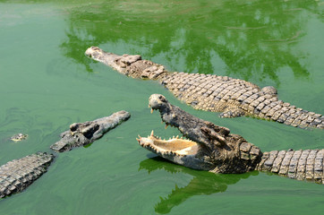 Crocodile (alligator-like reptile) on dark water surface.