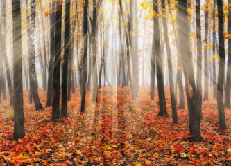 autumn forest. a picturesque foggy morning in an autumn forest