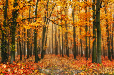 Fototapeta premium autumn forest. a picturesque foggy morning in an autumn forest