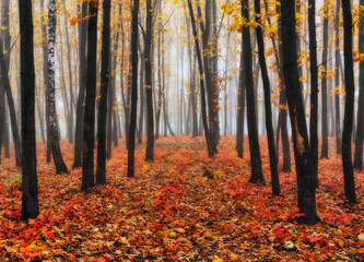 autumn forest. a picturesque foggy morning in an autumn forest