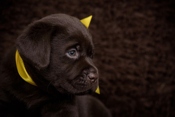 A brown puppy with a yellow ribbon around his neck.