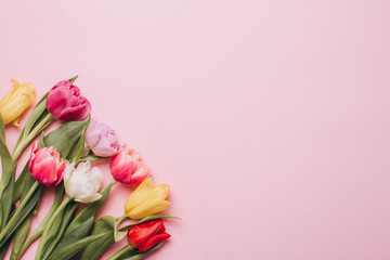Tulips on a pink background. Flat lay and top view.