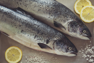 Two salmons on metallic grey background. Toned