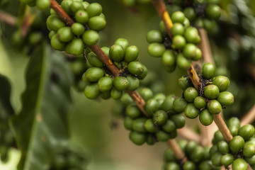 Caf&eacute; de Colombia.