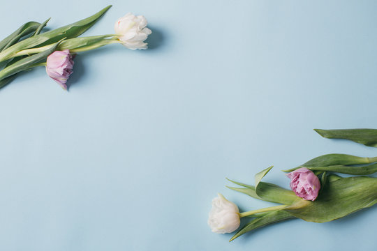 Fototapeta Mother's Day Composition: Violet and white tulips and a gift boxes on a blue background. Top view.Flat lay.