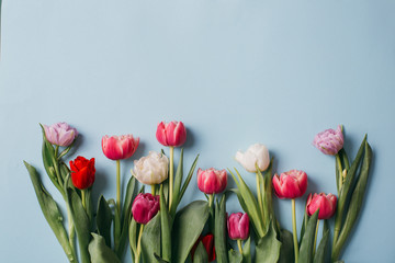 Fresh tulips on a white table, top view. Copy space.